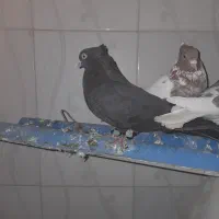 باسلام 6عددکبوترخوب زیرقیمت|پرنده|شیراز, گویم|دیوار