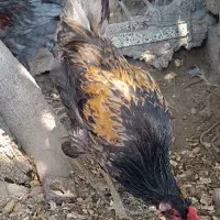جوجه خروس محلیخ|حیوانات مزرعه|شیراز, نصر|دیوار