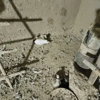جوجه کبوتر طوقی و مایدم