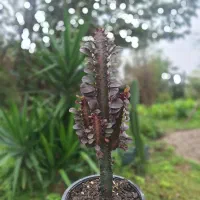 افوربیا قرمز|گل و گیاه طبیعی|شیرود, |دیوار