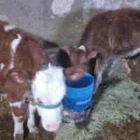 گوساله ماده