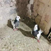 فروش