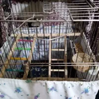 نروماده|پرنده|نجفآباد, امام خمینی|دیوار