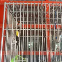سره کرمانی درجه یک فقط لال هست نمیخونه|پرنده|گلپایگان, |دیوار