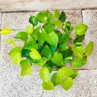پتوس سه رنگ سانسوریا پاکوتاه