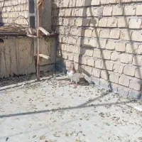 کفتر یا کبوتر|پرنده|مرودشت, فاز دوم شهرک فرهنگیان|دیوار