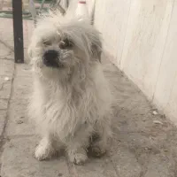 غذا سگ کوچیک