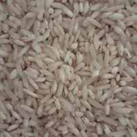 برنج طارم گلستان