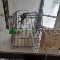 پرنده