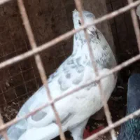 کبوتر خوب وپرشی دوری