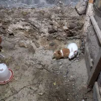 یک جفت خرگوش نر و ماده حامله