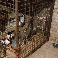 قفس بزرگ اهنی محکم با چند جفت کبوتر