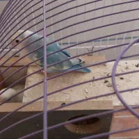 طوطی برزیلی|پرنده|مرودشت, ژیان|دیوار