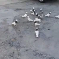 طوقی نسل الماسی