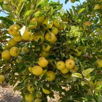 باغبانی تخصصی