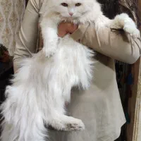 گربه پرشین فروشی