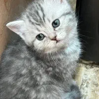 بچه گربه بریتیش اصیل خانگی