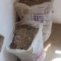 زیل کفتر