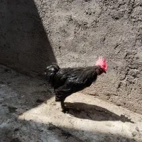 خروس سیاه جوان اصیل مرندی|حیوانات مزرعه|قم, عمار یاسر|دیوار