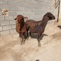 دو عدد میش|حیوانات مزرعه|نیشابور, ریوند|دیوار