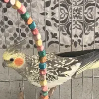 عروس هلندی ماده|پرنده|داراب, |دیوار