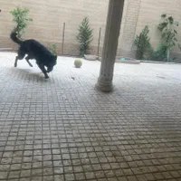 سگ ژرمن بلک نر|سگ|مشهد, هنرستان|دیوار