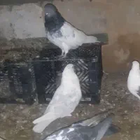 کفتر پرشی|پرنده|اسلام‌شهر, چیچکلو|دیوار