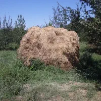علف
