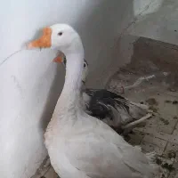 فروش غاز