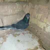 کفتر|پرنده|خوشاب, |دیوار