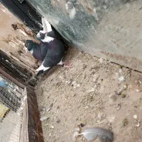 نر و ماده مینا سیاه کاکلی|پرنده|تربت‌حیدریه, پائین ولایت|دیوار