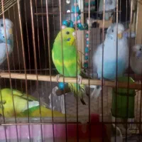 فروش مرغ عشق سالم
