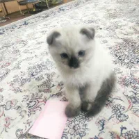 گربه اسکاتیش هیمالین|گربه|تبریز, |دیوار