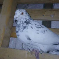 قزوینی پلاکی