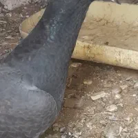 کفتر. کبوتر.