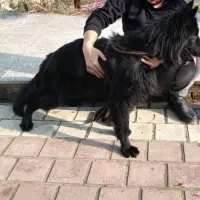 فروش فوری ژرمن بلک دوساله|سگ|لاهیجان, بازکیاگوراب|دیوار