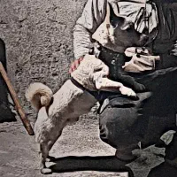 سگ ریز