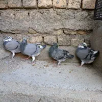 جوجه کفتر پرشی - آلمانی - ذات دار|پرنده|گلبهار, شهر جدید گلبهار|دیوار