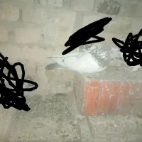 کله دمسبز|پرنده|شیروان (لرستان), |دیوار