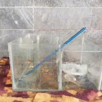 آکواریوم بزرگ با شیشه 10 میل|ماهی|قم, باجک دو|دیوار