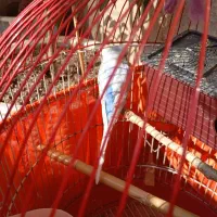 مرغ عشق|پرنده|پردیس, فاز ۴|دیوار