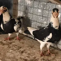 کبوترای خوشگل و آس