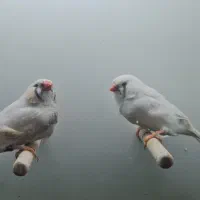 فنچ زبرا