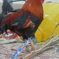 خروس|حیوانات مزرعه|حمیدیه, |دیوار