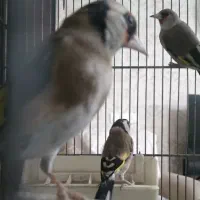 ماده سهره ۲ ساله جوجه قفس رام چونه نقطه