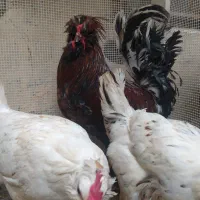 خروس گلین لری