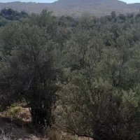 آدرس گیلان لوشان وستای برند زیر بیورزین|فروش زمین و ملک کلنگی|لوشان, |دیوار