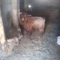 نر بز نژاد دار|حیوانات مزرعه|طارم, |دیوار