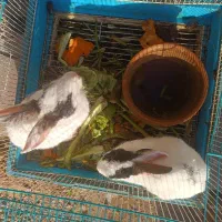 فروش دو عدد خرگوش