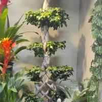 بنسای ، بونسای خاص|گل و گیاه طبیعی|فولادشهر, فولادشهر|دیوار